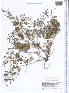 Geranium rotundifolium L., Middle Asia, Pamir & Pamiro-Alai (M2) (Kyrgyzstan)