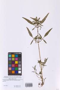 Bidens radiata Thuill., Eastern Europe, Moscow region (E4a) (Russia)