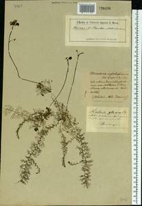 Utricularia ×australis R. Br., Eastern Europe, Belarus (E3a) (Belarus)