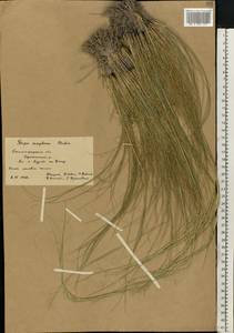 Stipa sareptana A.K.Becker, Eastern Europe, Lower Volga region (E9) (Russia)