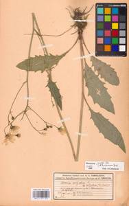 Hieracium lachenalii subsp. deductum (Sudre) Greuter, Eastern Europe, Moscow region (E4a) (Russia)