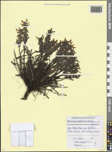 Pedicularis condensata M. Bieb., Caucasus, Stavropol Krai, Karachay-Cherkessia & Kabardino-Balkaria (K1b) (Russia)