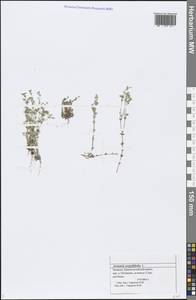 Arenaria serpyllifolia L., Eastern Europe, Middle Volga region (E8) (Russia)