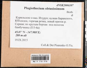 Plagiothecium obtusissimum Broth., Bryophytes, Bryophytes - Russian Far East (excl. Chukotka & Kamchatka) (B20) (Russia)