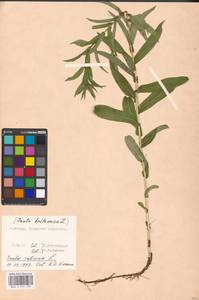 Pentanema salicinum subsp. salicinum, Eastern Europe, Moscow region (E4a) (Russia)