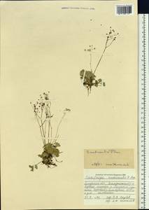 Micranthes nudicaulis (D. Don) Gornall & H. Ohba, Siberia, Russian Far East (S6) (Russia)