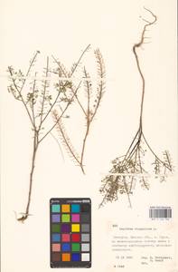Lepidium virginicum L., Eastern Europe, Belarus (E3a) (Belarus)