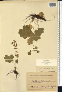 Alchemilla rhiphaea Juz., Eastern Europe, Eastern region (E10) (Russia)