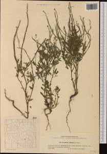 Sisymbrium officinale (L.) Scop., Western Europe (EUR) (Poland)
