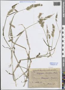 Polypogon fugax Nees ex Steud., Middle Asia, Syr-Darian deserts & Kyzylkum (M7) (Uzbekistan)