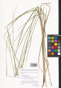 Thinoelymus mucronatus (Opiz) Banfi, Eastern Europe, Central forest-and-steppe region (E6) (Russia)