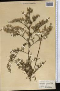 Limonium otolepis (Schrenk) Kuntze, Middle Asia, Syr-Darian deserts & Kyzylkum (M7) (Uzbekistan)