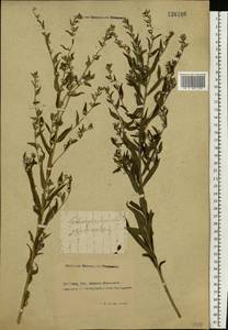 Lithospermum officinale L., Eastern Europe, Rostov Oblast (E12a) (Russia)