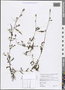 Persicaria maculosa Gray, Siberia, Baikal & Transbaikal region (S4) (Russia)