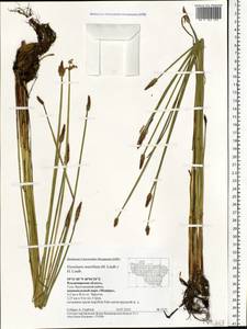 Eleocharis mamillata (H.Lindb.) H.Lindb., Eastern Europe, Central region (E4) (Russia)