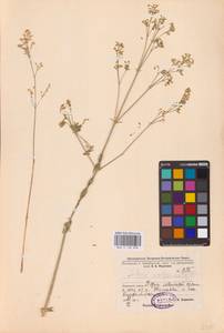 Silene wolgensis (Hornem.) Otth, Eastern Europe, Eastern region (E10) (Russia)