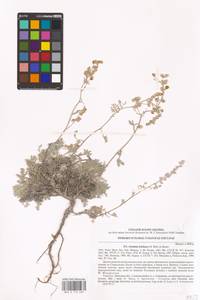 Artemisia hololeuca M. Bieb. ex Besser, Eastern Europe, South Ukrainian region (E12) (Ukraine)