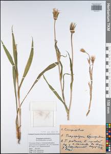 Tragopogon pratensis L., Eastern Europe, Central region (E4) (Russia)