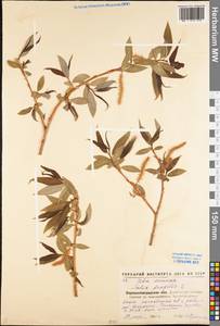 Salix fragilis L., Eastern Europe, North Ukrainian region (E11) (Ukraine)