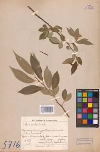 Salix pentandra L., Siberia, Western Siberia (S1) (Russia)