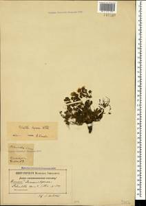 Potentilla humifusa Willd. ex D. F. K. Schltdl., Crimea (KRYM) (Russia)
