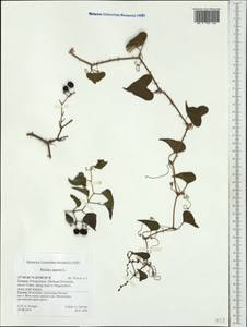 Smilax aspera L., Western Europe (EUR) (Greece)
