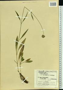 Succisella inflexa (Kluk) Beck, Eastern Europe, West Ukrainian region (E13) (Ukraine)