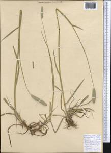 Phleum paniculatum Huds., Middle Asia, Kopet Dag, Badkhyz, Small & Great Balkhan (M1) (Turkmenistan)