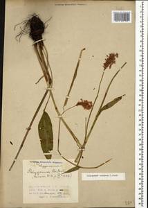 Bistorta carnea (K. Koch) Kom., Caucasus, Azerbaijan (K6) (Azerbaijan)