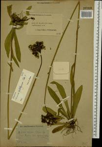 Pilosella cymosa subsp. vaillantii (Tausch) S. Bräut. & Greuter, Eastern Europe, Central forest region (E5) (Russia)