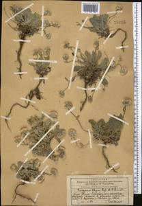 Psychrogeton olgae (Regel & Schmalh.) Novopokr. ex Nevski, Middle Asia, Western Tian Shan & Karatau (M3) (Kazakhstan)