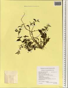 Solanum chenopodioides Lam., Africa (AFR) (Portugal)