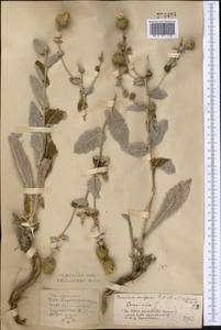 Cousinia affinis Schrenk, Middle Asia, Northern & Central Kazakhstan (M10) (Kazakhstan)