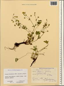 Potentilla crantzii (Crantz) Beck, Caucasus, North Ossetia, Ingushetia & Chechnya (K1c) (Russia)