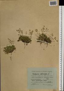 Cardamine bellidifolia L., Siberia, Western Siberia (S1) (Russia)