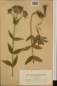 Dianthus barbatus, Western Europe (EUR) (Bulgaria)
