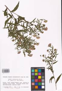 Symphyotrichum ×versicolor (Willd.) G. L. Nesom, Eastern Europe, Moscow region (E4a) (Russia)