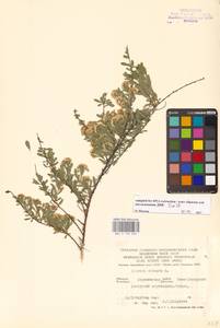 Spiraea crenata L., Eastern Europe, Central forest-and-steppe region (E6) (Russia)