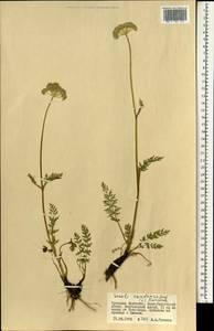 Seseli condensatum (L.) Rchb.fil., Mongolia (MONG) (Mongolia)