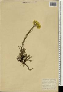 Helichrysum plicatum, South Asia, South Asia (Asia outside ex-Soviet states and Mongolia) (ASIA) (Turkey)