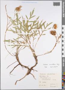 Psephellus marschallianus (Spreng.) K. Koch, Eastern Europe, North Ukrainian region (E11) (Ukraine)
