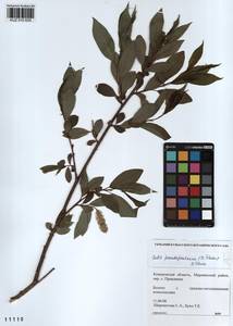 Salix pseudopentandra (Flod.) Flod., Siberia, Altai & Sayany Mountains (S2) (Russia)