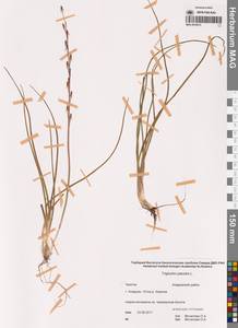Triglochin palustris L., Siberia, Chukotka & Kamchatka (S7) (Russia)