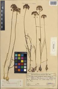 Allium vvedenskyanum Pavlov, Middle Asia, Northern & Central Tian Shan (M4) (Kazakhstan)
