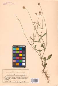 Cephalaria transsylvanica (L.) Schrad. ex Roem. & Schult., Eastern Europe, Moldova (E13a) (Moldova)