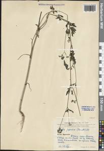 Torilis japonica (Houtt.) DC., South Asia, South Asia (Asia outside ex-Soviet states and Mongolia) (ASIA) (China)