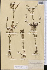 Veronica anagallis-aquatica L., Middle Asia, Dzungarian Alatau & Tarbagatai (M5) (Kazakhstan)