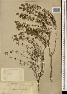 Thymus vulgaris L., Caucasus, Georgia (K4) (Georgia)