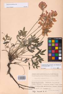 Hedysarum grandiflorum Pall., Eastern Europe, Lower Volga region (E9) (Russia)