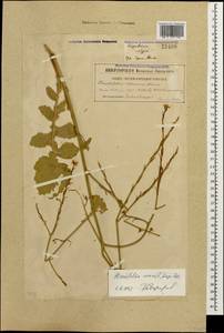Hirschfeldia incana (L.) Lagr.-Foss., Caucasus, Georgia (K4) (Georgia)